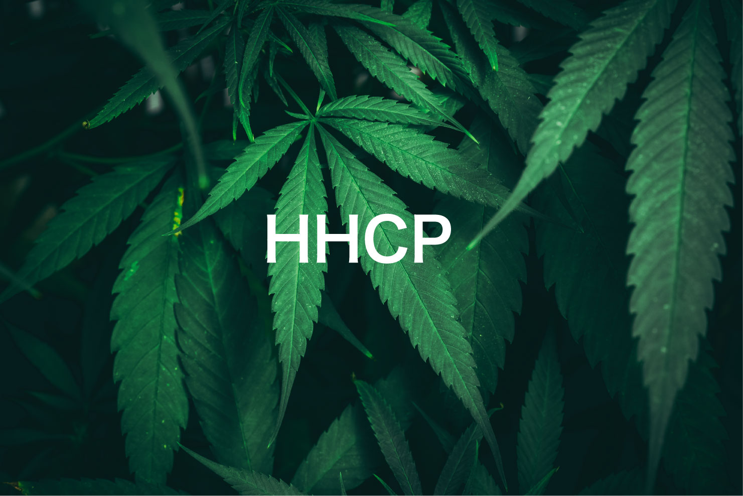 HHCは体にどのような影響を与えるのでしょうか?